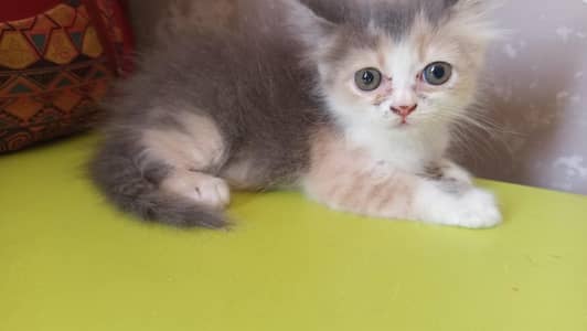 calico color female ande white male blue eyes loving and caring
