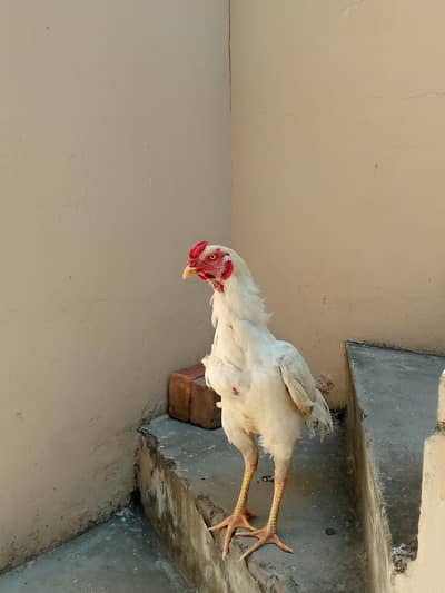 aseel murga/ eggs