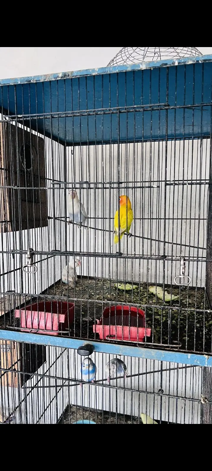 8 portion cage for sale — photo 2