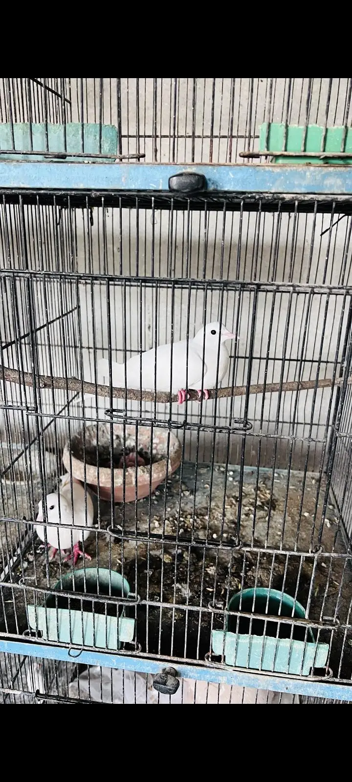 8 portion cage for sale — photo 3