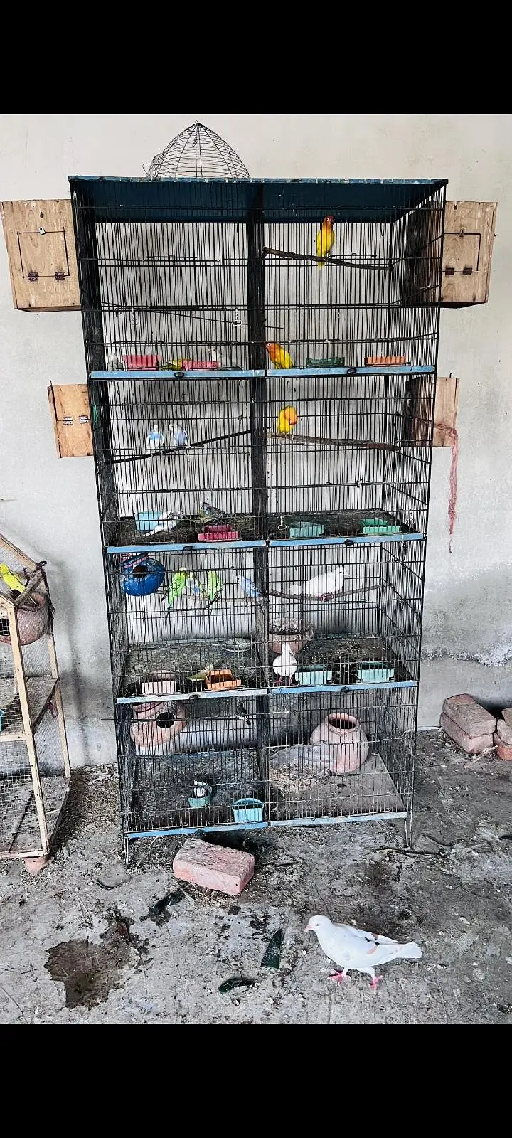 8 portion cage for sale — photo 4