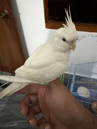 White cocktail (Red Eye)