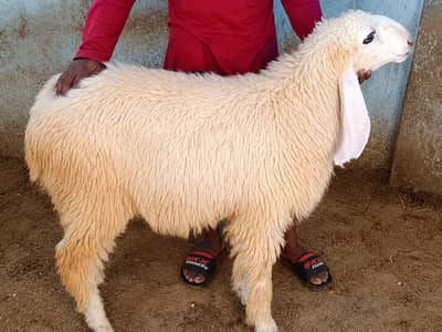 Chhatra for Eid Qurbani
