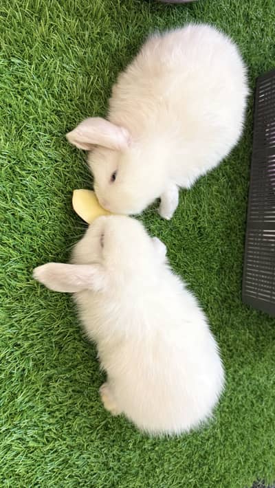 Holland Lop bunnies