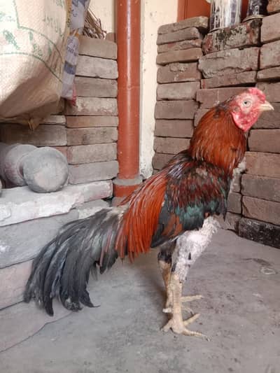 aseel murga for sale . 03330031118 Whatsapp number