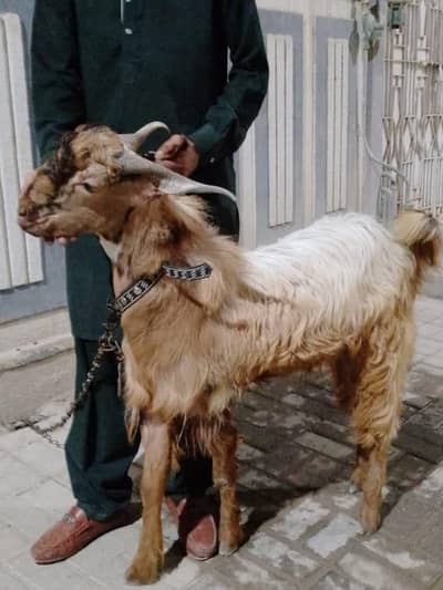 Bakra 2 dant