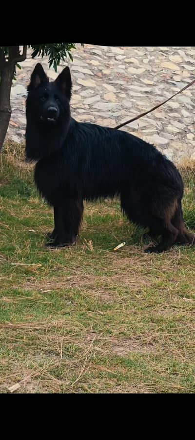 German Shepherd father name lembo male puppy for sale