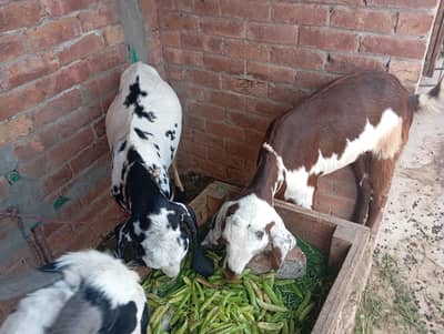 qurbani k bakray