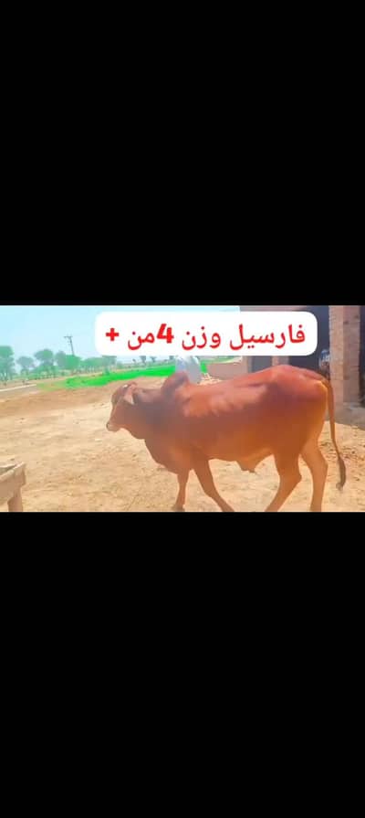 2 dant