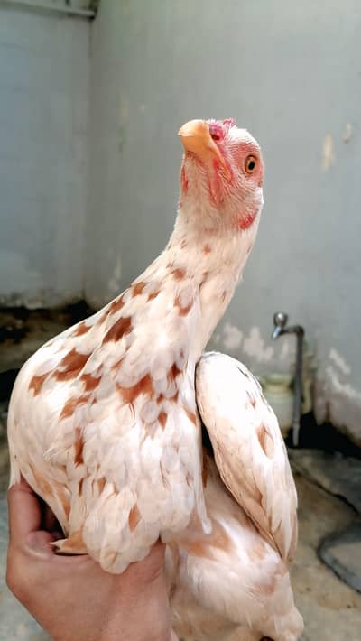 Aseel Murgi