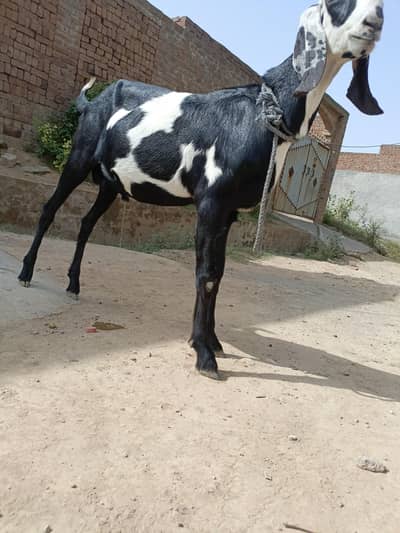 qurbani ka bakra for sale