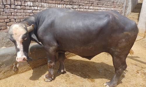 Eid Special Ravi Nasal Katta (16 Mann)