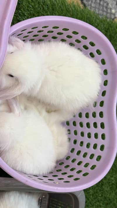 Holland Lop Bunnies