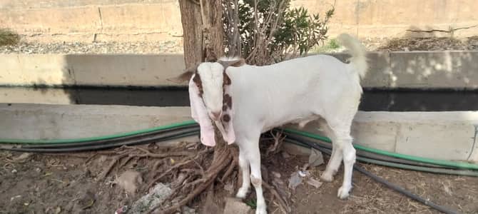 2dant pakra 17manth gulabi ka crass ha serious Byer rabta kran