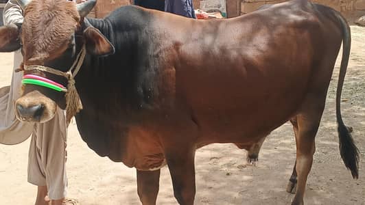 Sahiwal Bachry | Desi wachy | Bull | Qurbani 2026 | Bull For sale