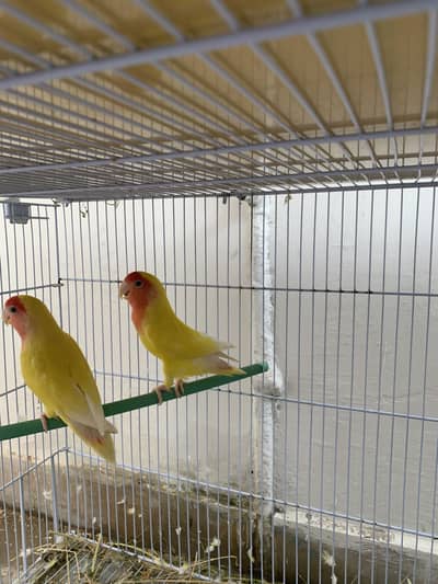 Love birds lutino pairs