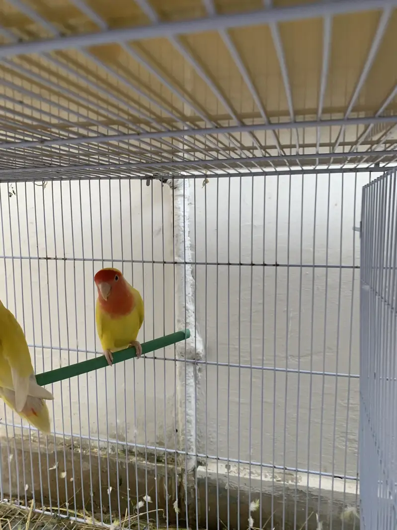 Love birds lutino pairs — photo 2