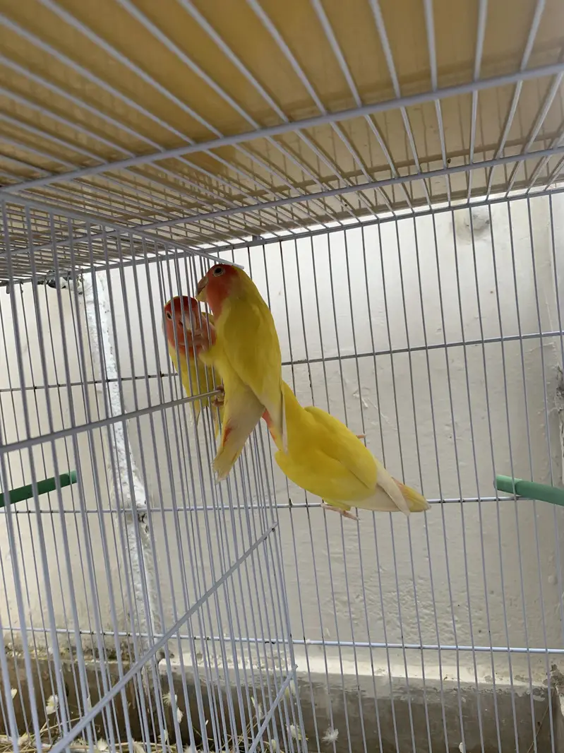 Love birds lutino pairs — photo 3