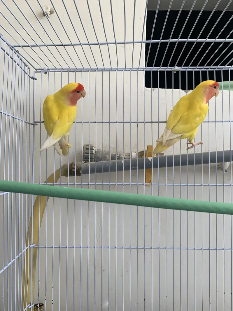 Love birds lutino pairs — photo 4
