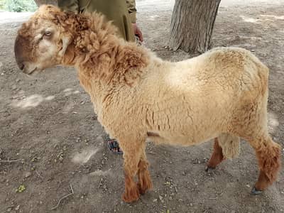 Sheepo