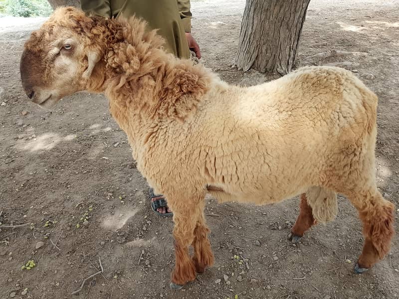 Sheepo 0