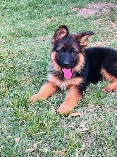 German Shepherd long coat Femal puppy