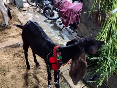 khaasi Bakra available for sale