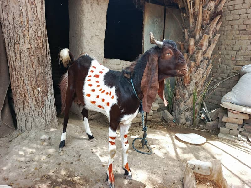 bakra 0