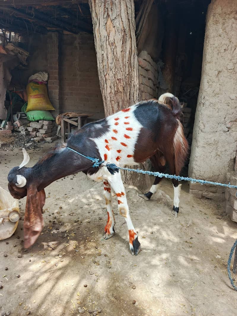 bakra 1