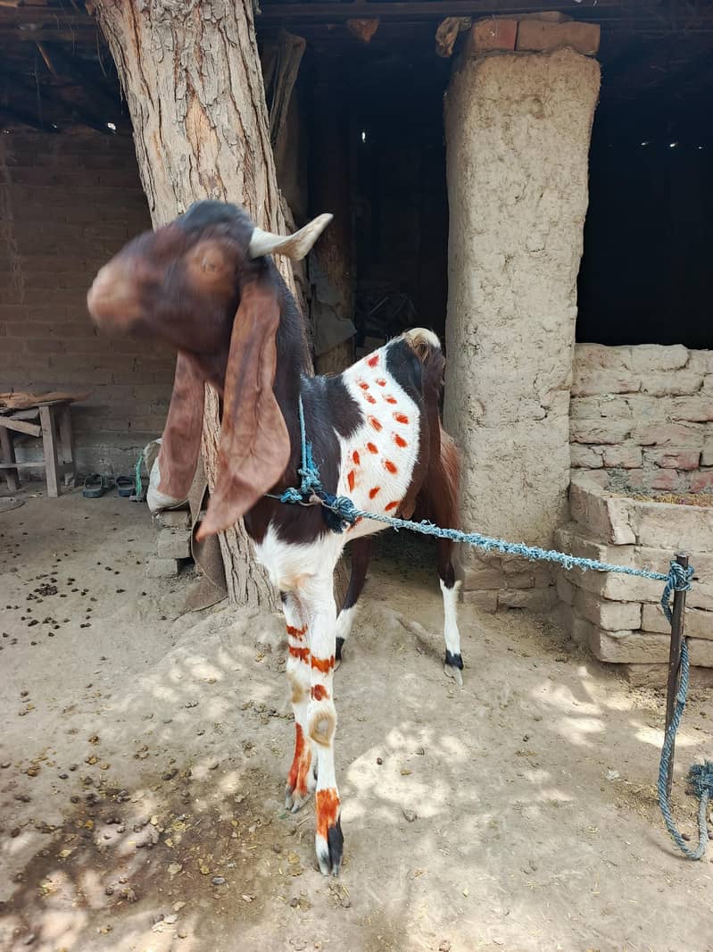bakra 2