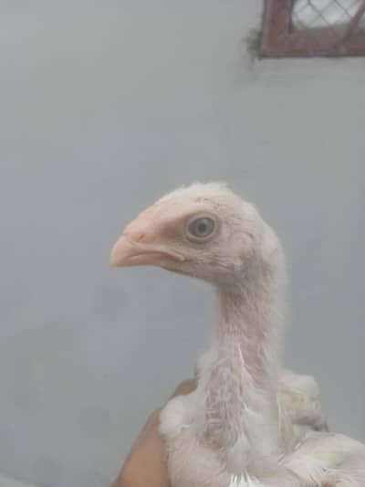 shamo + perrot beak bross