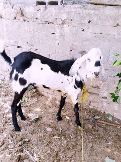 Pure Beetal Nasal Donda Bakra - Active & Healthy