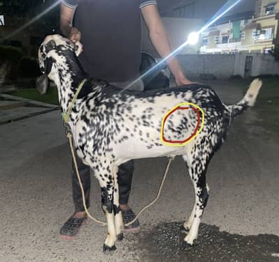 Bakra ( WRITTEN MUHAMMAD S. a )