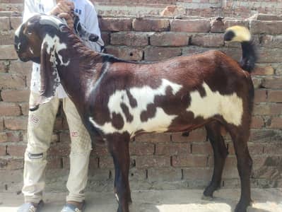 Bakra 03214703606