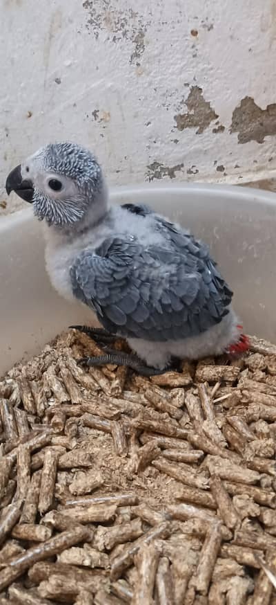 grey parrot chick