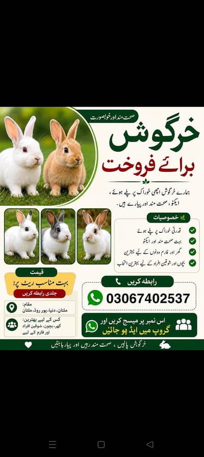  Healthy Rabbits For Sale in Multan | Beautiful & Active Rabbits