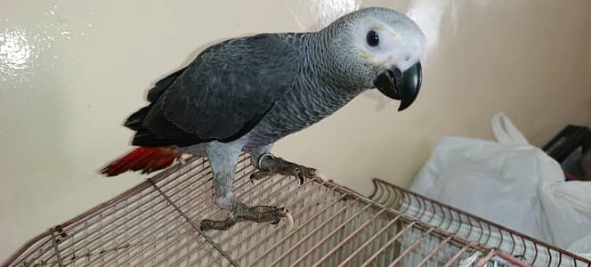 grey parrot chicks