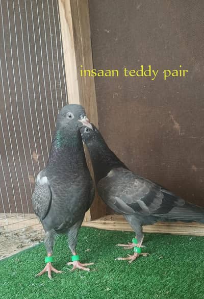 top quality pigeons