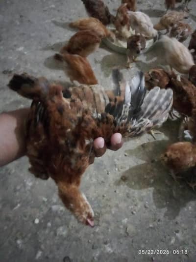 RIR chicks
