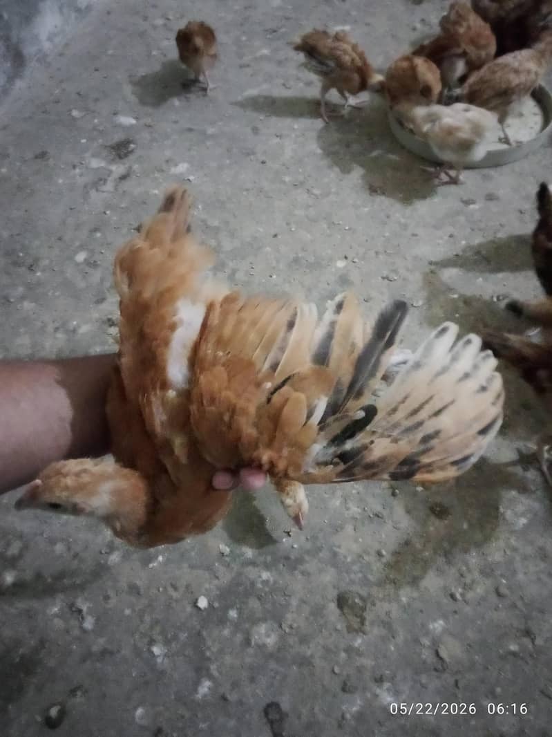 RIR chicks 1