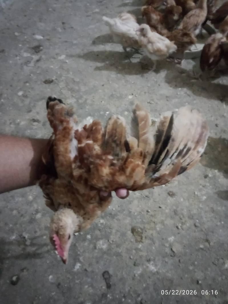 RIR chicks 2