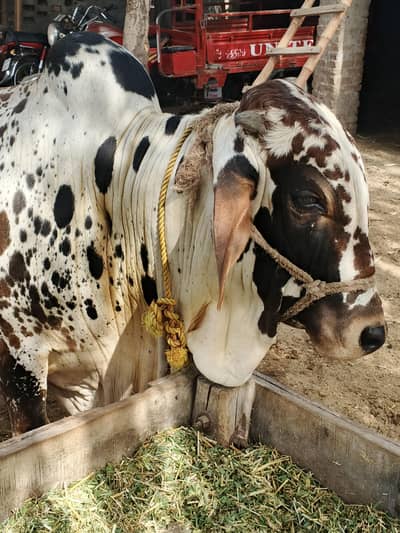 qurbani k liye khoubsourat janwar