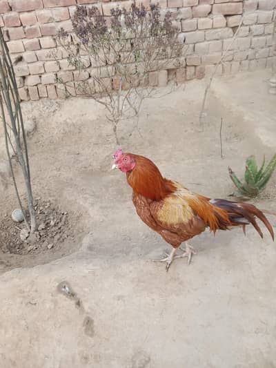 mianwali aur murgi ka ras