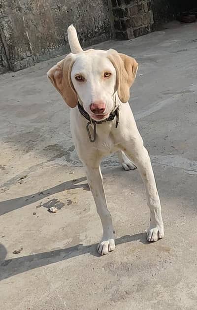Pointer female age 9 month