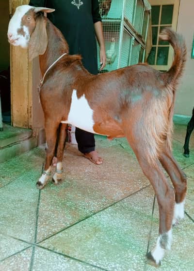 ablak Bakra 2dant 03498200770