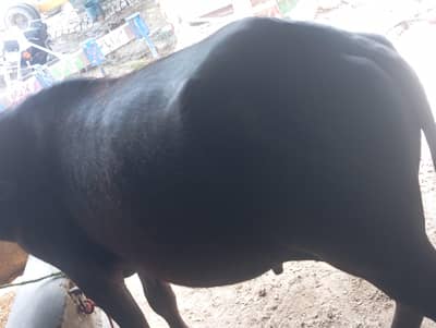 qurbani janwar