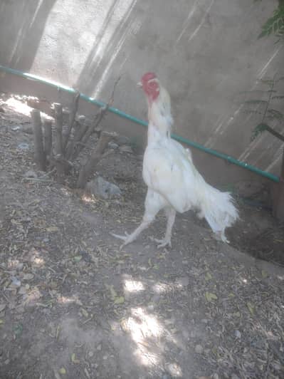 Aseel breeder Murga ( 03445152074 - Whatsapp)