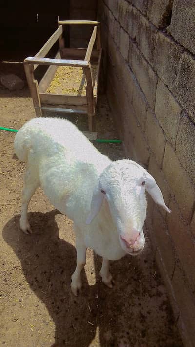 sheep