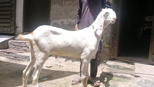 Desi Bakry