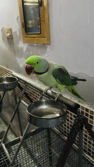 full tame and healthy parrot